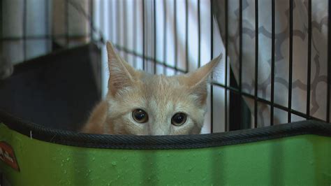 Greater Androscoggin Humane Society hopes kittens can attract donations ...