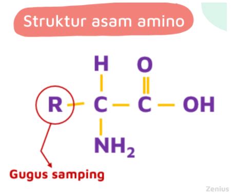 Asam Amino Struktur Sifat Dan Klasifikasinya Materi Kimia Kelas 12 50