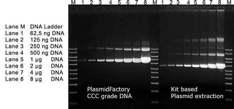 Glossary – PlasmidFactory GmbH
