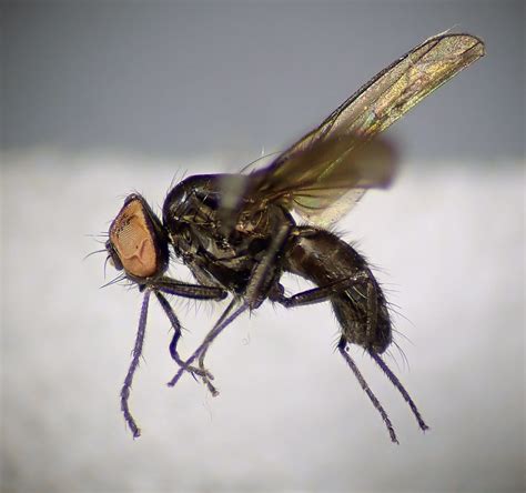 Azelia Gibbera Pinned Male Sutton Park Birmingham 3 Flickr