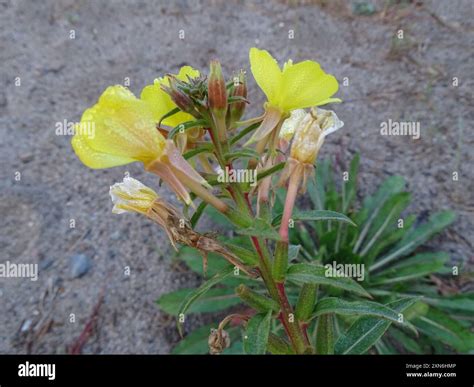 Oakes Evening Primrose Oenothera Oakesiana Plantae Stock Photo Alamy