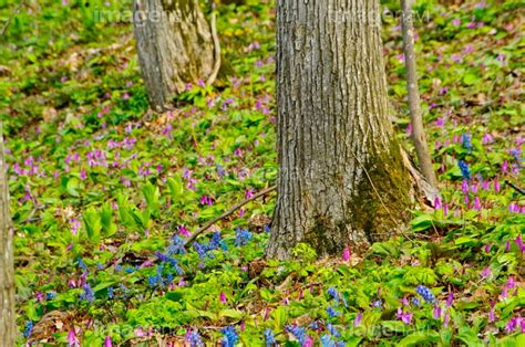 【突哨山 男山自然公園のカタクリ群落】の画像素材31551601 写真素材ならイメージナビ