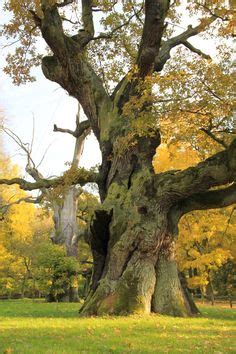 44 Baum Ideen malerei bäume zeichnen baum