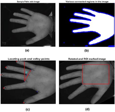 ROI Extraction Process A Sample Input Palm Vein Image B Connected