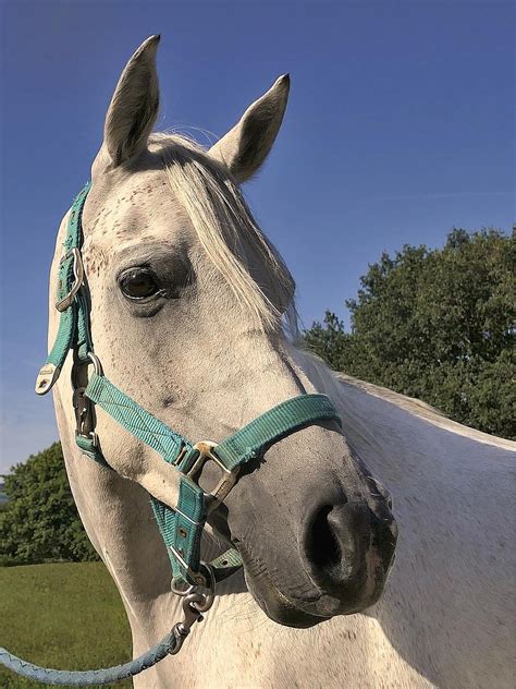 Aprender Acerca Imagen Fond D Cran Cheval Pur Sang Arabe Fr