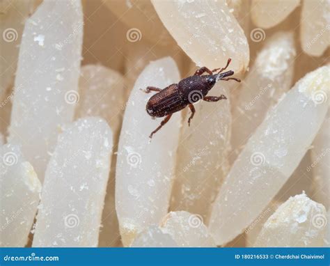 Macro Photo Of Rice Weevil Or Sitophilus Oryzae On Raw Rice Stock Image