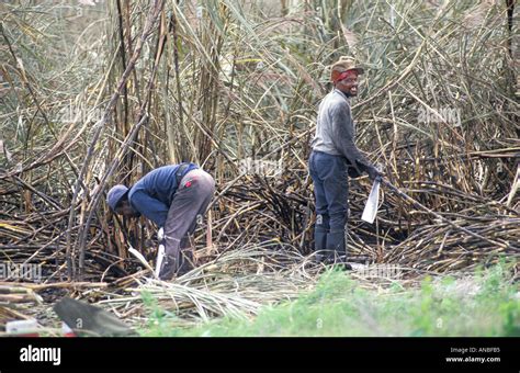 Sugar Cane Harvest Florida Stock Photo Alamy