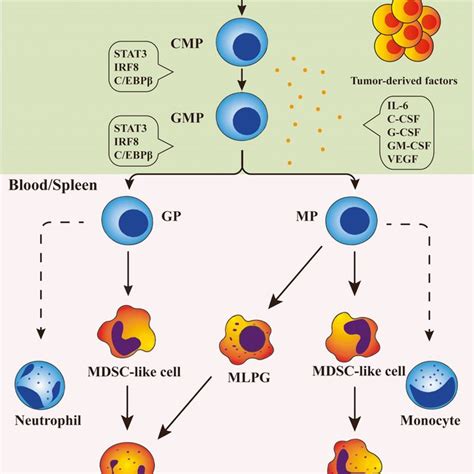 The Origin Of Mdscs Mdscs Are Derived From Hscs Common Myeloid