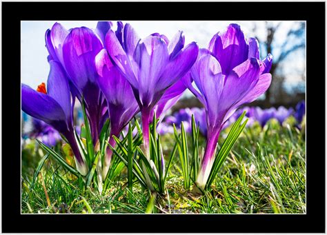 Krokusblüte crocus neglectus Auch wenn Temperatu Flickr