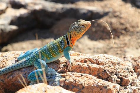 18 Photos Of Wildlife In Oklahoma