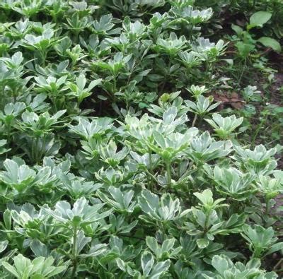 Buy Classy Groundcovers Variegated Japanese Spurge Pachysandra