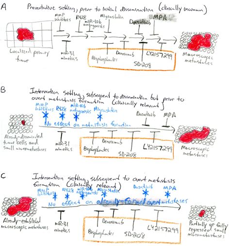 Tumor Metastasis Molecular Insights And Evolving Paradigms Pmc