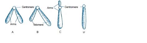 Name The Types Of Chromosomes Based On The Position Of Centromere And Draw Suitable Diagram Each