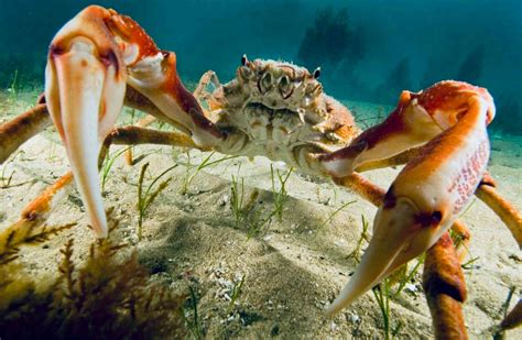 Thousands Of Giant Crabs Amass Off Australias Coast Scientists Need Your Help To Understand It