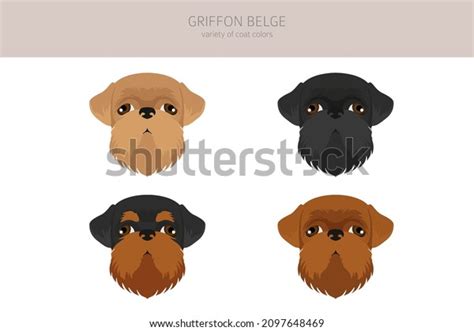 Griffon Belge Clipart Different Poses Coat Stock Vector Royalty Free