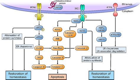 Figure 1 From Roles Of Endoplasmic Reticulum Stress In The