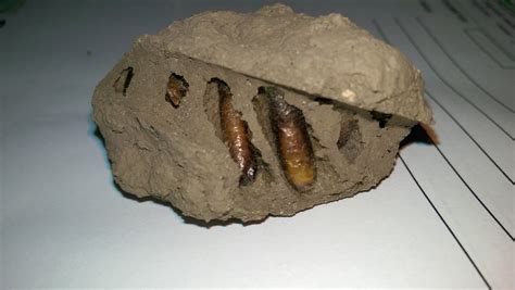 Mud Dauber larva? : Entomology