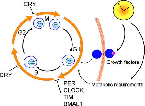 Circadian Proteins And Genotoxic Stress Response Circulation Research