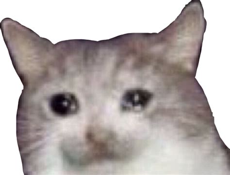 Sad Cat Meme PNG Images Transparent Background