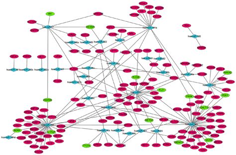 Mirna‑target Gene Regulatory Network Of Acute Myeloid Leukemia