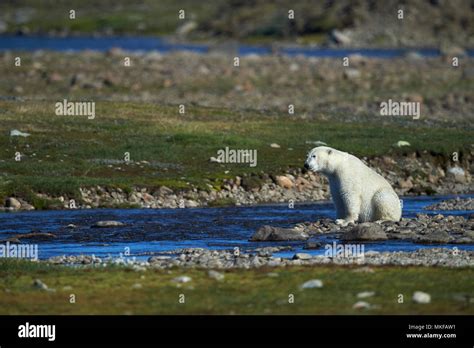 Polar Bear Ursus Maritimus Foraging For Fish Torngat Mountains