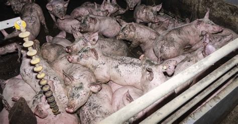 Tierquälerei Hunderte von Schweinemastbetrieben in NRW betroffen ANINOVA