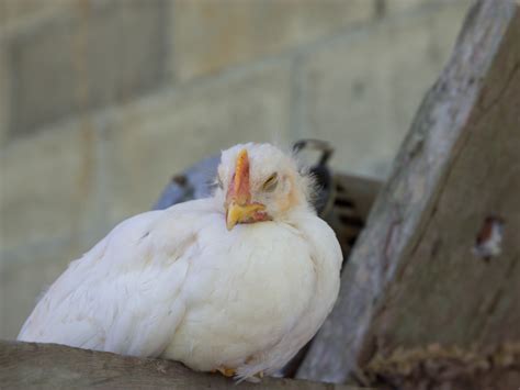 Understanding Bird Flu Symptoms Treatment And Prevention For Chicken