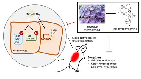 Anti Atopic Dermatitis Activity Of Epi Oxyzoanthamine Isolated From