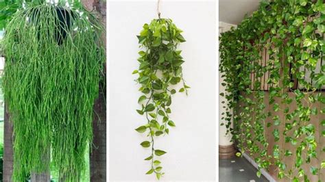 6 Ideas De Plantas Colgantes Para Pared Exterior Que Harán Lucir Tu Casa Hermosa Ser Zen