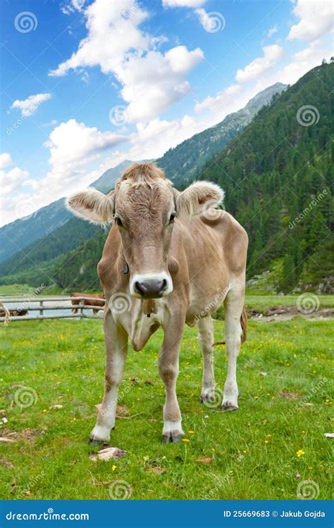 Alpine Cow Stock Image Image Of Animal Ecology Pasture 25669683