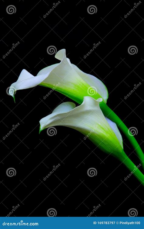 Pair Of Classic White Calla Lilies Against Black Background Stock Image