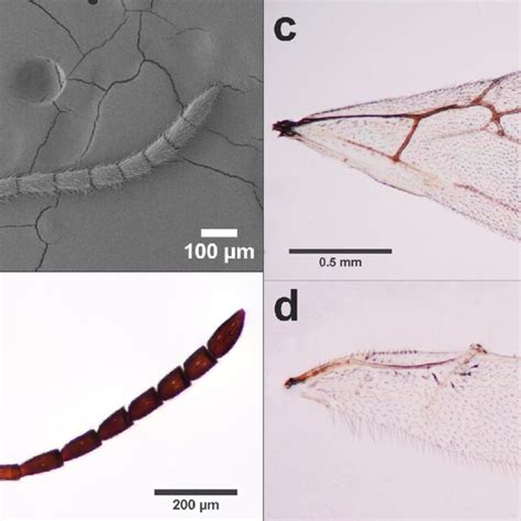 Andricus Arslani Sp N Sexual Female A B Antenna C Fore Wing D Download Scientific