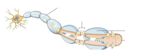 Saltatory Conduction Diagram | Quizlet