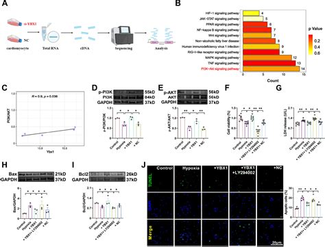 Ybx1 Inhibits Mitochondrial Mediated Apoptosis In Ischemic Heart