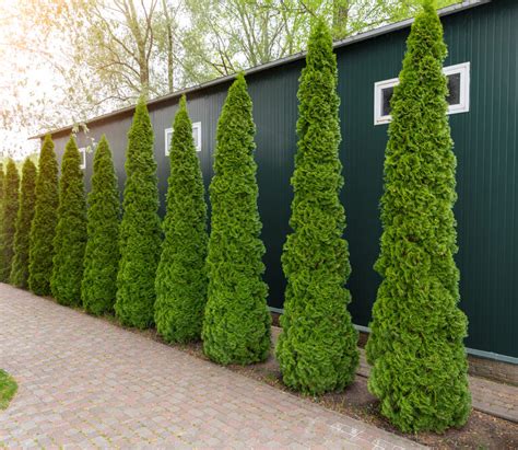 Fast Growing Evergreens To Spruce Up Your Yard Tool Digest