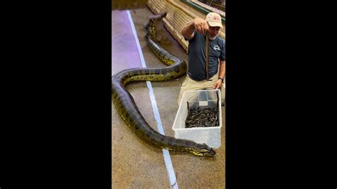 Our Giant Anaconda Just Had A LIVE BIRTH YouTube