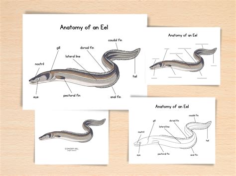 Anatomy of Eel Homeschool Resources Nature School Ocean Study Printable Parts of a Eel Ocean ...