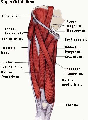 Muscles of thigh and the hip - human anatomy organs