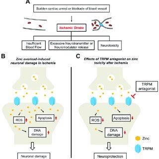 Proposed Cascades For The Neuroprotective Effects Of Trpm Antagonists