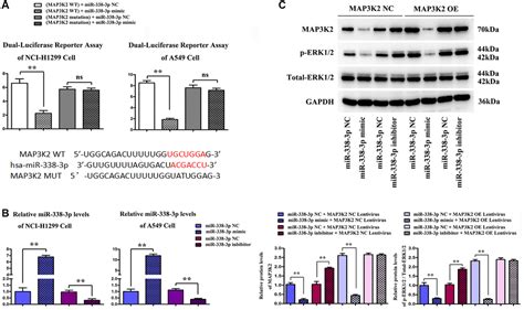 MiRNA 338 3p Inhibits The Migration Invasion And Proliferation Of