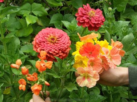 Annuals For Your Garden: Festive Zinnias