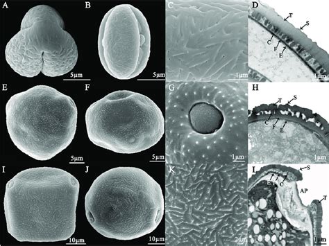 Sem And Transmission Electron Micrographs Tem Of Pollen From The Download Scientific Diagram