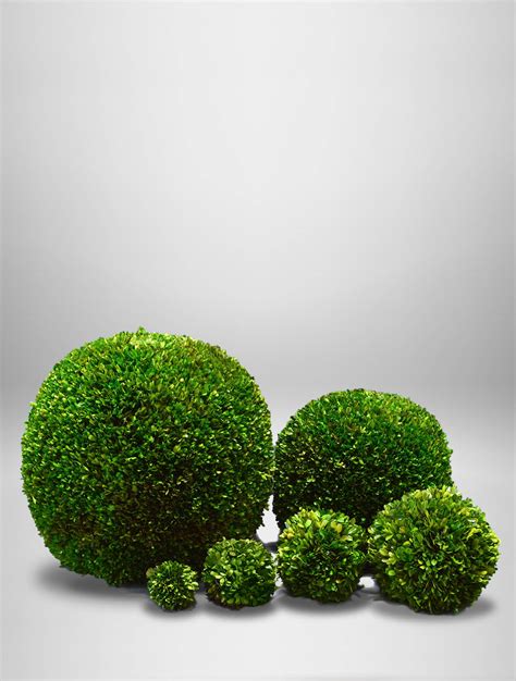 Boxwood Topiary Balls West Coast Event Productions Inc