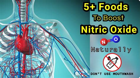 Nitric Oxide • All U Must Know Production Foods Nitric Oxide N O