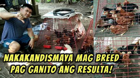 Downside Sa Pag Breeding Ng Heritage Breed Na Manok Bakit Ehiwalay