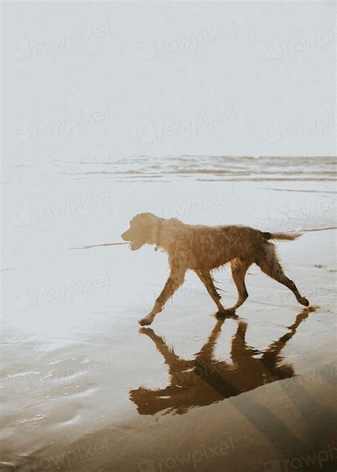 Dog walking on the beach | Premium Photo - rawpixel