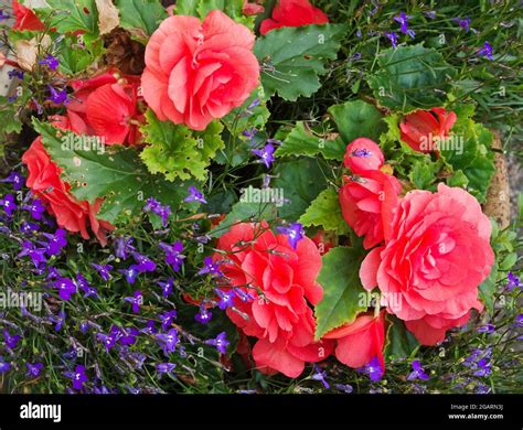 Details 100 Imagen Begonia Morada Abzlocal Mx