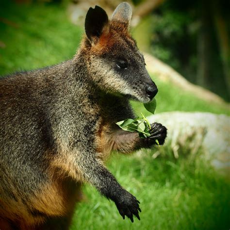 1920x1080 Wallpaper Black And Brown Kangaroo Peakpx