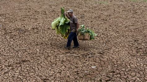 Imbas El Nino Dan Kondisi Global Lima Komoditas Pangan Terancam