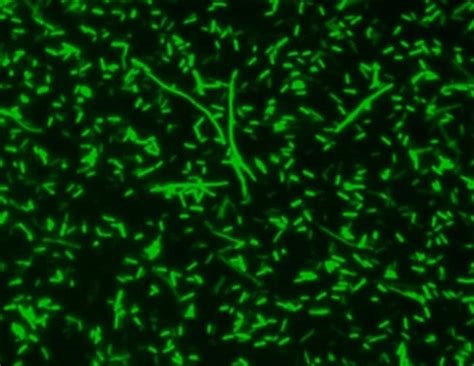 Aat Bioquest MycoLight Green JJ98 5 MM In DMSO 100 UL Quantity Each